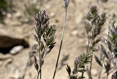 Poa alpina