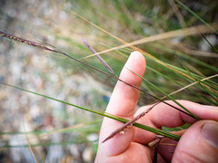 Sporobolus pumilus
