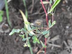 Euphorbia nutans