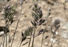 Poa alpina