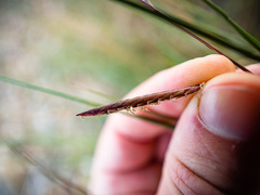 Sporobolus pumilus