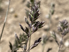 Poa alpina