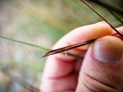 Sporobolus pumilus