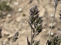 Poa alpina