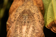 Pandercetes nigrogularis