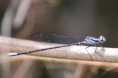 Argia frequentula
