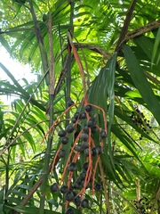Chamaedorea tepejilote