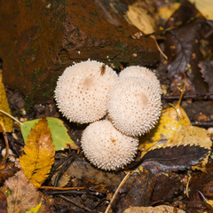 Lycoperdon perlatum