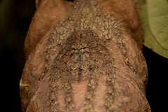 Pandercetes nigrogularis