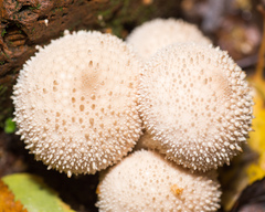 Lycoperdon perlatum