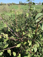 Prunus spinosa