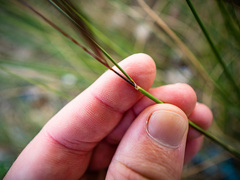 Sporobolus pumilus