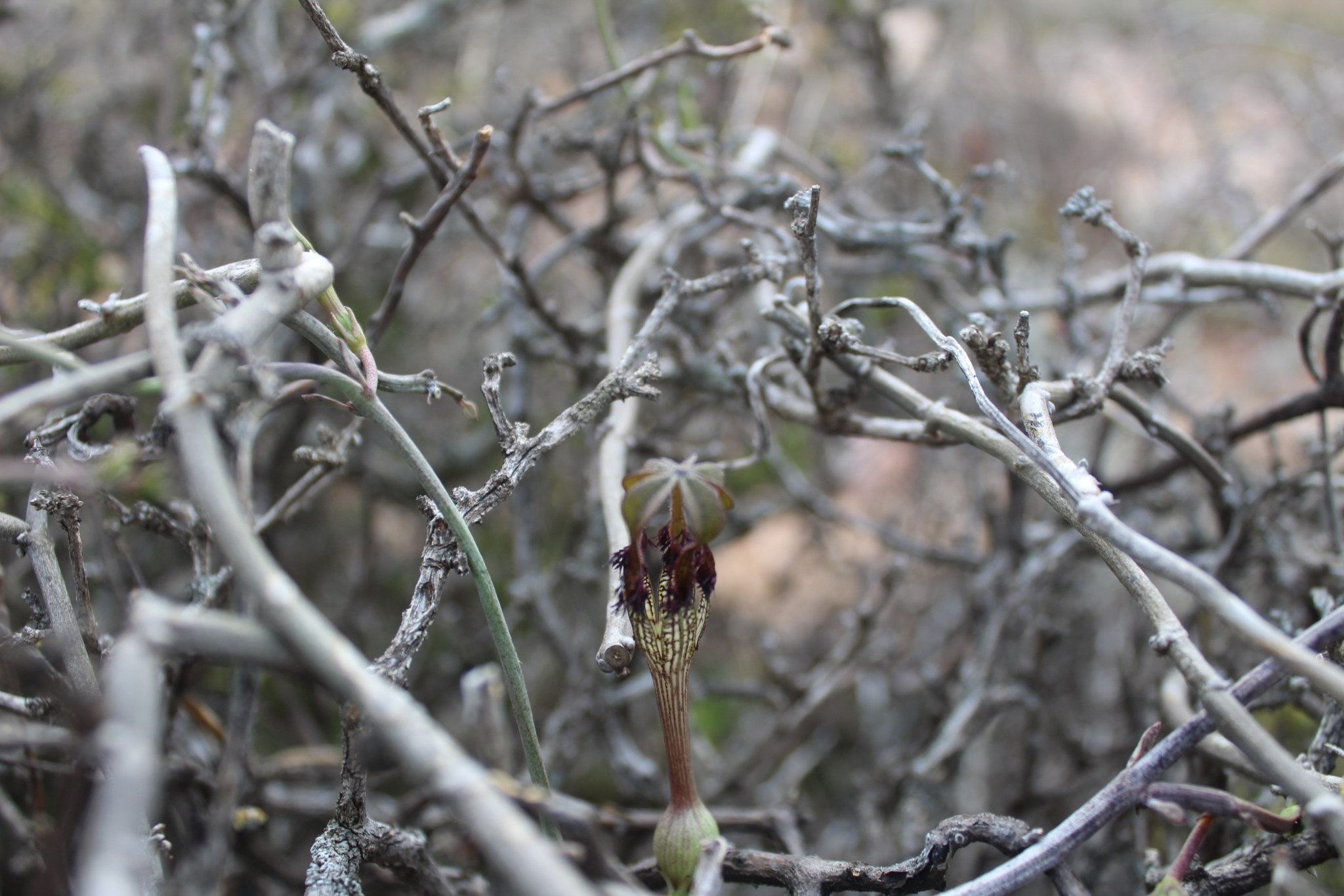 Ceropegia fimbriata