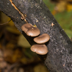 Pleurotus ostreatus