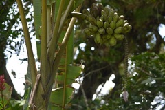 Musa balbisiana