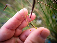 Sporobolus pumilus