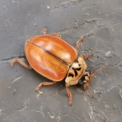 Aphidecta obliterata