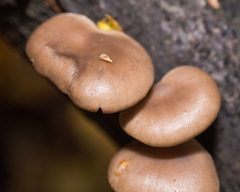 Pleurotus ostreatus