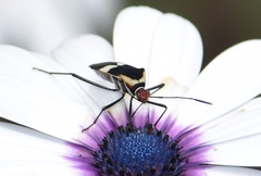 Hypselonotus interruptus