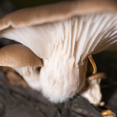 Pleurotus ostreatus