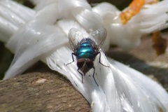 Lucilia eximia