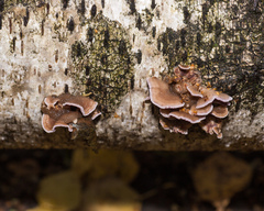 Chondrostereum purpureum