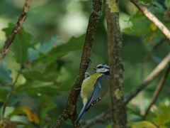 Cyanistes caeruleus