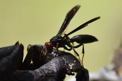Polistes erythrocephalus