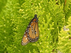 Danaus gilippus thersippus