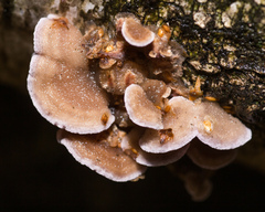 Chondrostereum purpureum