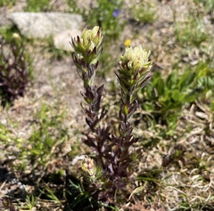 Castilleja parviflora albida
