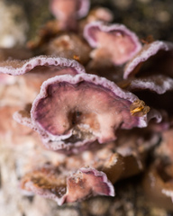 Chondrostereum purpureum