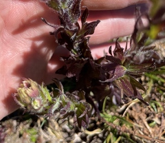 Castilleja parviflora albida