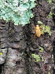 Macrodactylus subspinosus