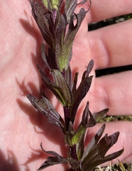 Castilleja parviflora albida