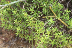 Crassula muricata