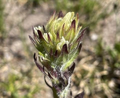 Castilleja parviflora albida