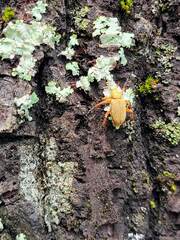 Macrodactylus subspinosus