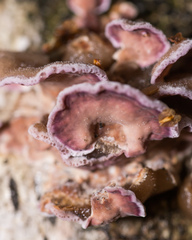 Chondrostereum purpureum