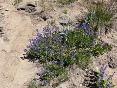 Veronica cusickii