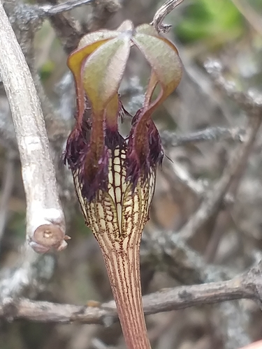 Ceropegia fimbriata