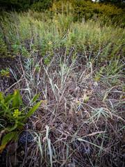 Panicum amarum amarulum