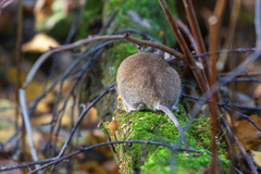 Microtus arvalis