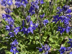 Veronica cusickii