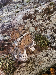 Umbilicaria muhlenbergii