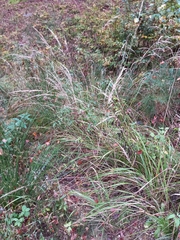 Calamagrostis epigejos