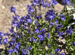 Veronica cusickii