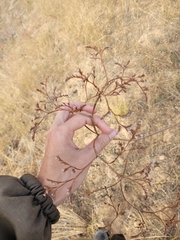 Goniolimon tataricum