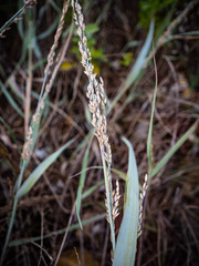 Panicum amarum amarulum