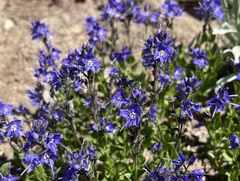 Veronica cusickii